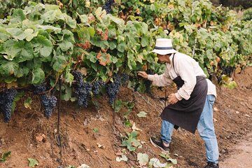 Tenerife North Gastro Wine Tour