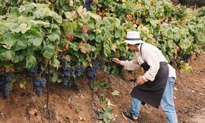 Tenerife North Gastro Wine Tour