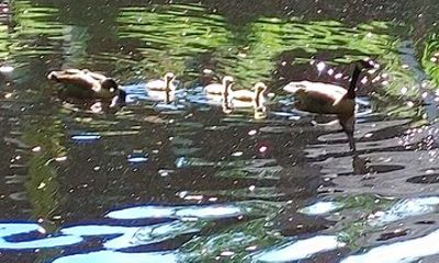 Kawartha Canoe Experience Down the Miskwaa Ziibi River