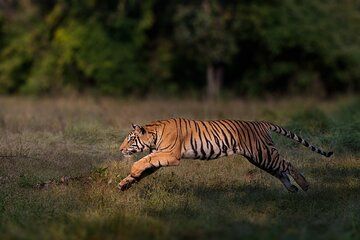 All Day Safari Tour in Kanha National Park with Extended Timings