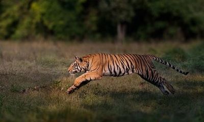 All Day Safari Tour in Kanha National Park with Extended Timings