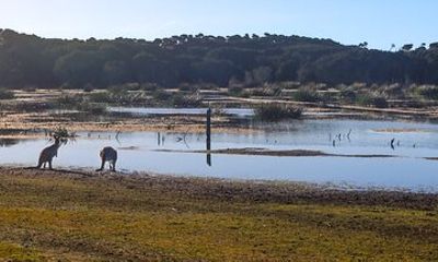 Narawntapu Coastal Walking and Wine Tour Adventure