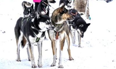 Sled Dogs Experience in Tartu